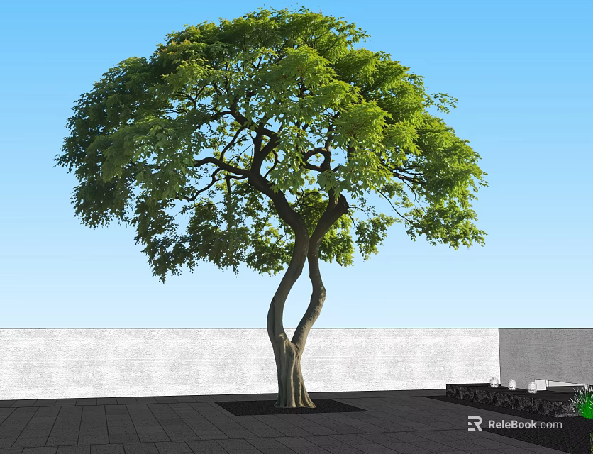 Lush Green Tree With Curved Trunk Against Blue Sky White Wall And Black Tiled Ground 3d model 