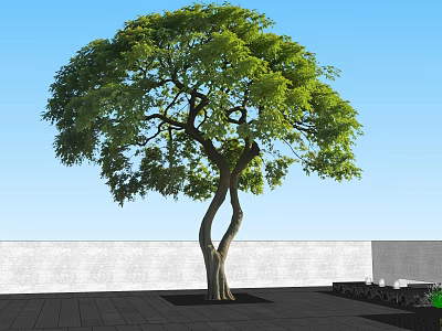 Lush Green Tree With Curved Trunk Against Blue Sky White Wall And Black Tiled Ground 3d model