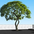 Lush Green Tree With Curved Trunk Against Blue Sky White Wall And Black Tiled Ground