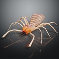 Modern spider Sun-avoidance spider Poisonous spider Great spider 3d model