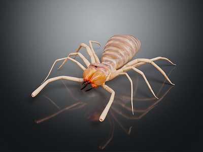 Modern spider Sun-avoidance spider Poisonous spider Great spider 3d model