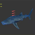 Whale Shark With Blue Body And White Spots Swimming With Small Fish On Its Back