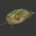 Ancient Trilobite Marine Arthropod With Segmented Exoskeleton And Compound Eyes