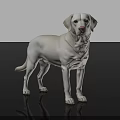 Isolated Adorable White Labrador Retriever Standing on Black Background with Reflection