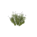 Lush Green Plants With Small White Flowers And Vibrant Healthy Foliage