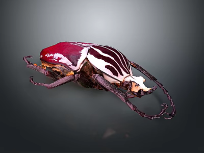 Shiny Red And White Striped Beetle With Long Antennae On Dark Background 3d model