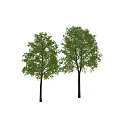 Two Tall Arbor Trees With Lush Green Leaves And Sturdy Trunks Standing Near A Person
