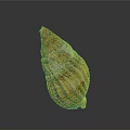 Natural Seashell With Orange Brown Stripes On Gray Reflective Background