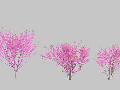 Three Flowering Trees With Pink Blossoms For Garden Decoration 3d model