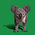 Fluffy Gray Koala Standing On Green Background With White Chest And Sharp Claws 3d model