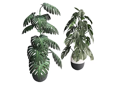Monstera Potted Plants with Large Green Leaves in White and Black Pots 3d model