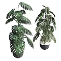 Monstera Potted Plants with Large Green Leaves in White and Black Pots