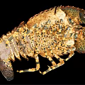 Close Up View Of Mantis Shrimp With Brown Spotted Exoskeleton And Striped Legs