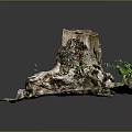 Organic Wooden Stone Tree Stump Featuring Exposed Roots And Green Plants Around