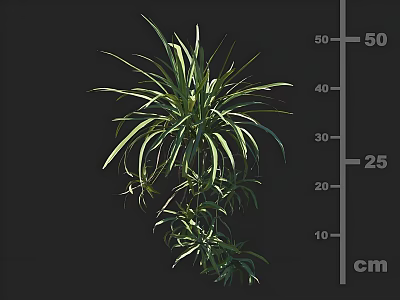 Indoor Green Plant With Slender Foliage Displaying Height Measurement In Cm 3d model