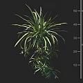 Indoor Green Plant With Slender Foliage Displaying Height Measurement In Cm