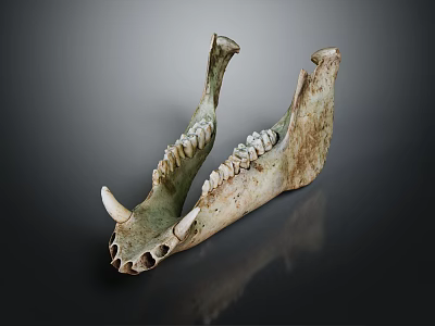 modern skull animal skull pig skull wild boar jawbone 3d model