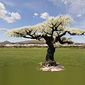 Tall Tree with White Blossoms Spreading Branches Dark Trunk in Green Grassland Under Blue Sky