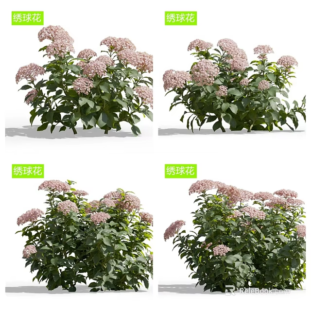 Beautiful Pink Hydrangea Flowers With Lush Green Leaves In Garden 3d model 