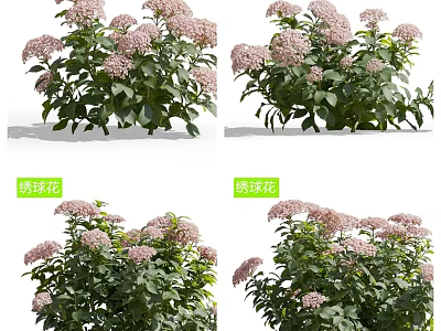 Beautiful Pink Hydrangea Flowers With Lush Green Leaves In Garden 3d model