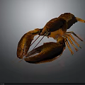 Realistic Brown Orange Lobster With Large Claws On Dark Background 3d model