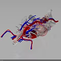 3D Rendered Human Heart Organ Model With Red Blue Blood Vessels Transparent Structure
