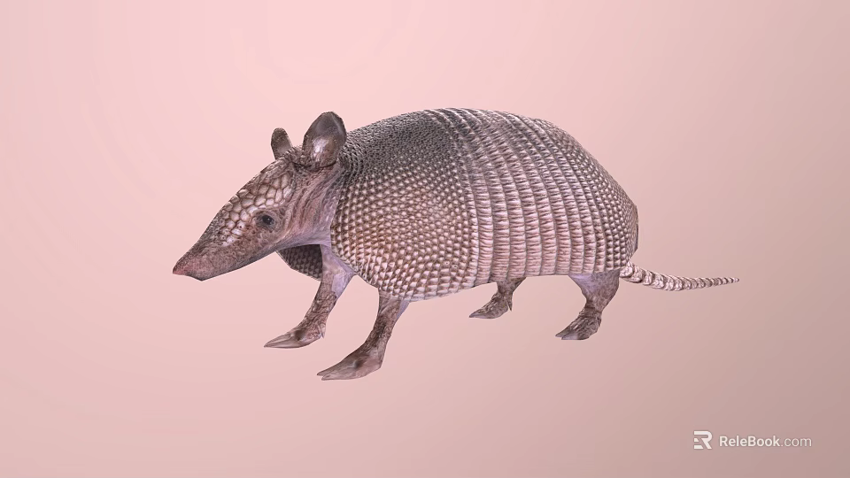 Realistic Armadillo With Hard Armored Shell And Scaly Texture On Pink Background 3d model 
