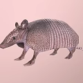 Realistic Armadillo With Hard Armored Shell And Scaly Texture On Pink Background 3d model