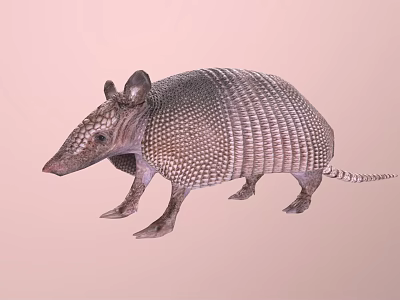 Realistic Armadillo With Hard Armored Shell And Scaly Texture On Pink Background 3d model