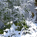 Snow Covered Arbor Trees With Stones And Snowy Ground