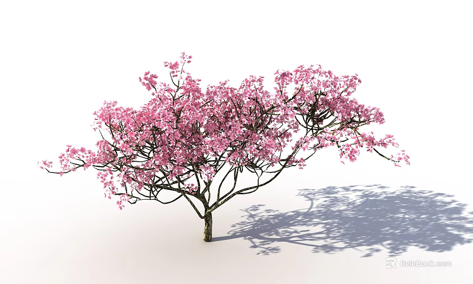 Ornamental Arbor with Pink Blossoms Lush Branches and Natural Shadow 3d model 