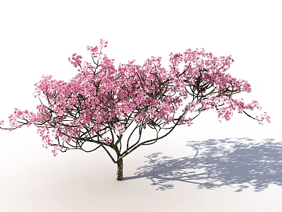 Ornamental Arbor with Pink Blossoms Lush Branches and Natural Shadow 3d model