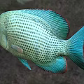 Colorful Aquatic Fish With Teal Body Reticulated Scales Red Edged Fins And Large Eyes