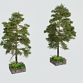 Two Tall Green Pine Arbor Planted In Square Planter Box With Grass
