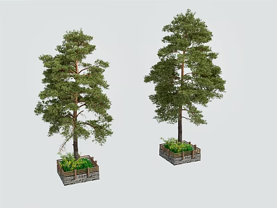 Two Tall Green Pine Arbor Planted In Square Planter Box With Grass 3d model