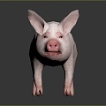 Pig Cartons Pig Game Pig Pig Head Pig Livestock Taming Animal Husbandry Animal Husbandry Mammals 3d model