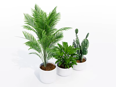 Indoor Bonsai and Potted Plants with Various Green Foliage in White Pots 3d model
