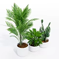 Indoor Bonsai and Potted Plants with Various Green Foliage in White Pots