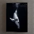 Whale Animal Painting In Black And White Underwater Ocean Scene Artwork