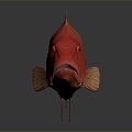 Modern Fish Coral Trout Rainbow Trout Three Monarch 3d model