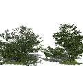 modern shrub landscape tree green plant shrub dwarf tree 3d model