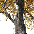 Autumn Trees With Yellow And Green Foliage In Row Tall Trunks And Lush Branches