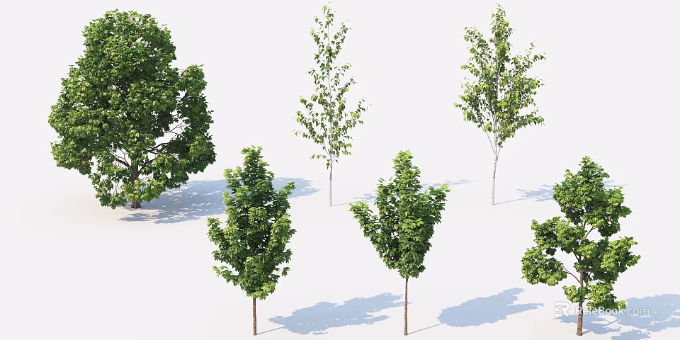 Various Green Trees With Different Canopy Shapes And Natural Shadows 3d model