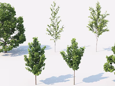 Modern Tree Garden Small Tree 3d model Modern Tree Garden Small Tree 3d model