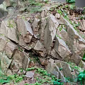 Natural Stone And Wood Structure With Green Moss And Lush Vegetation