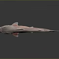 Realistic Shark Model With Detailed Fins Smooth Body And Reflective Surface