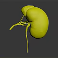3D Rendered Human Kidney Organ Showing Red Color And Blood Vessels Structure