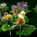 Various Colored Flowers With Yellow Purple Pink Blooms And Green Leaves On Green Background