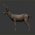 Realistic Deer 3D Model With Brown Fur And Antlers In Standing Pose