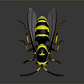 Detailed Black and Yellow Wasp with Transparent Wings and Yellow Legs
